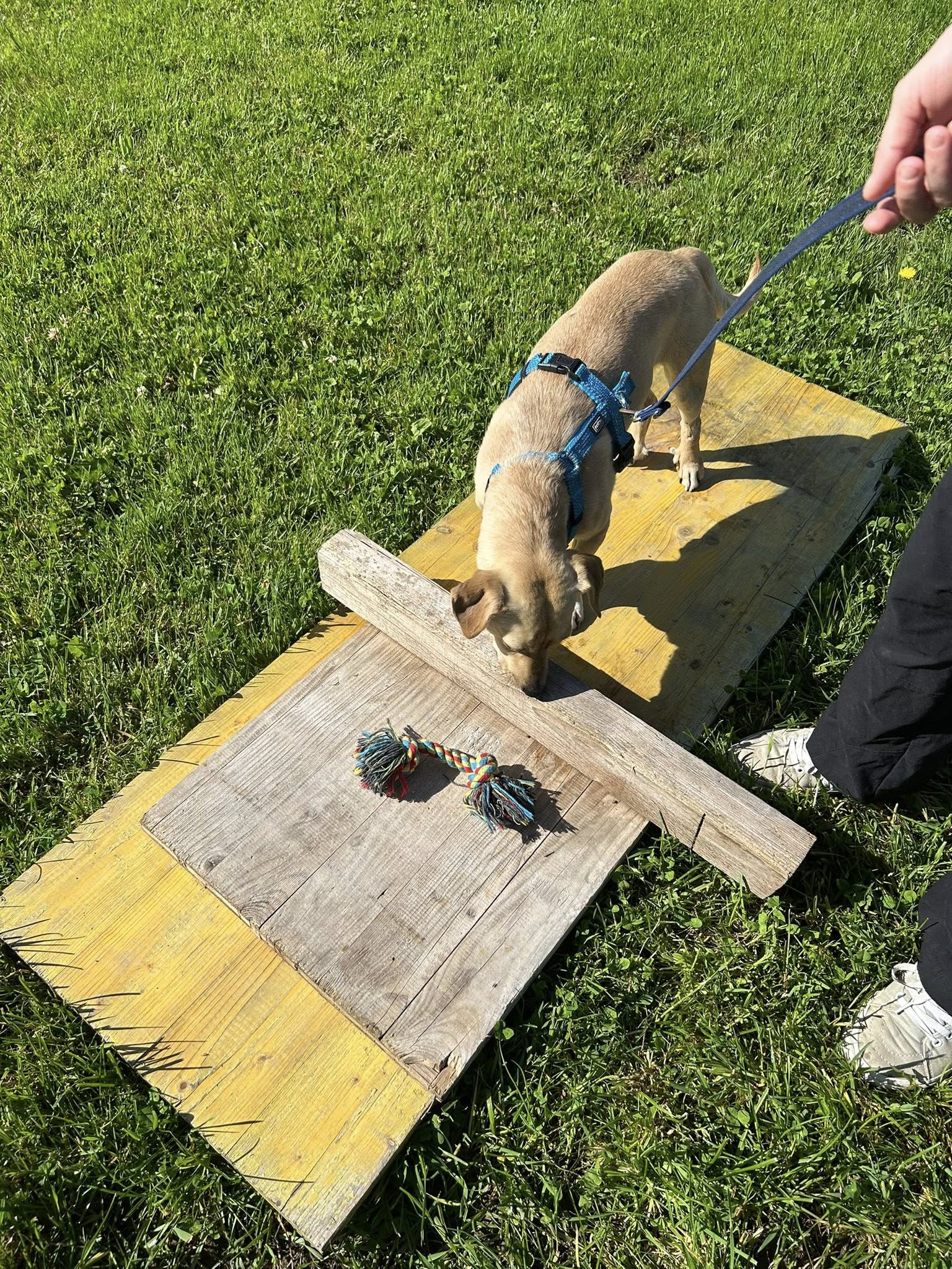 Hundeplauschgruppe