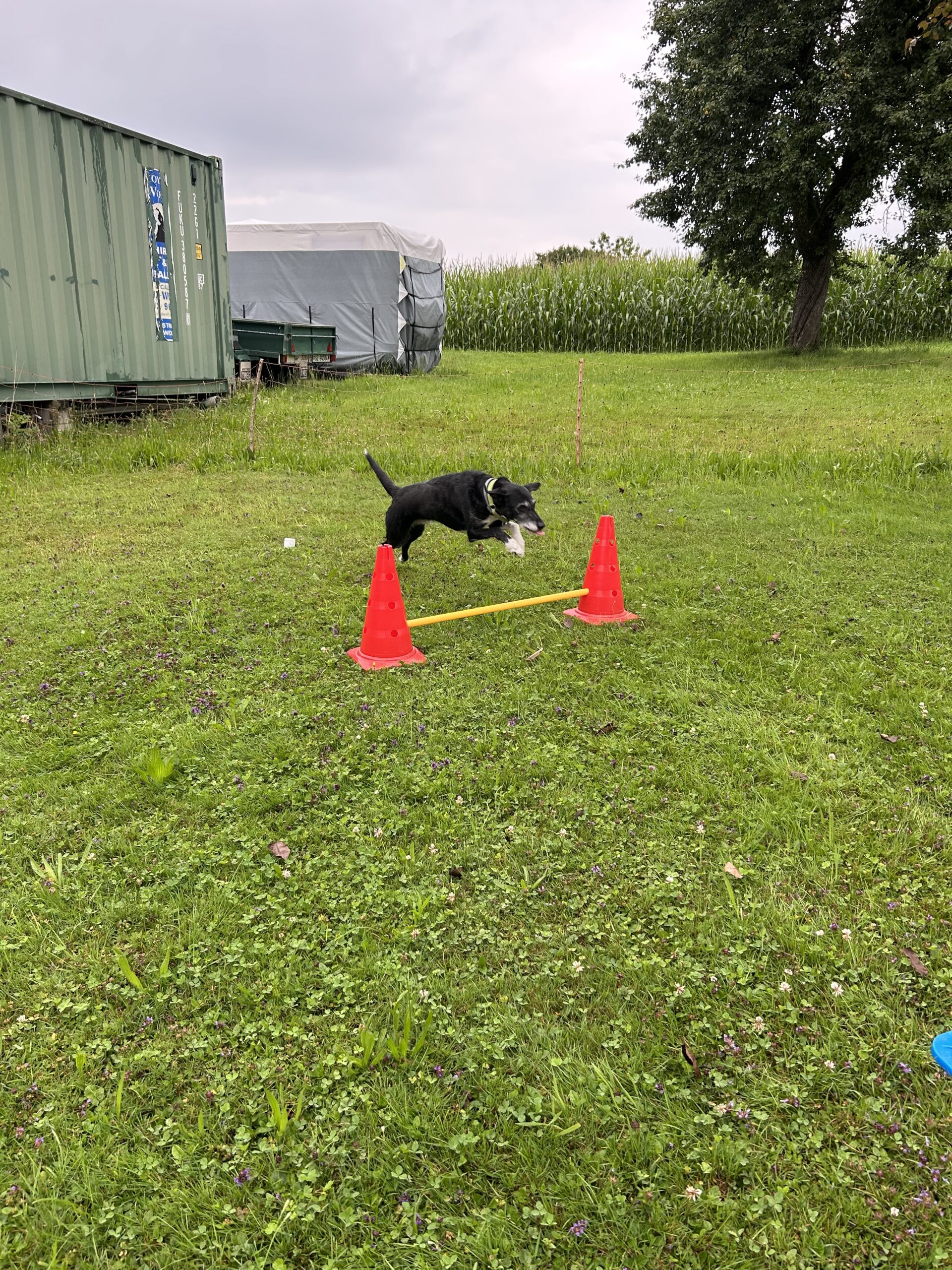 Hundeplauschgruppe